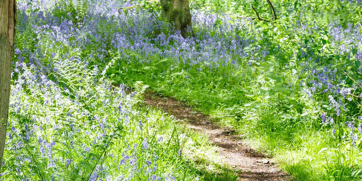 Stonor Park - Turville - Fingest - Skirmett and Great Wood