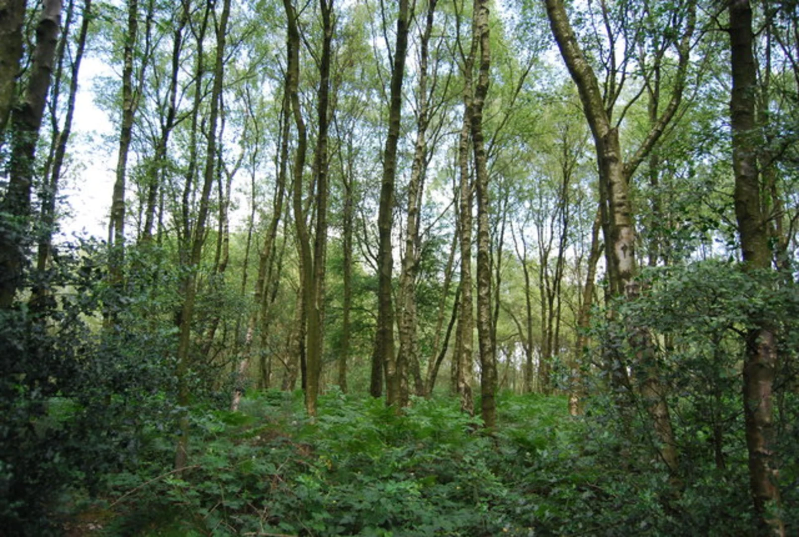 An image depicting the trail Hurt Wood and Pitch Hill Loop and its surrounding area.