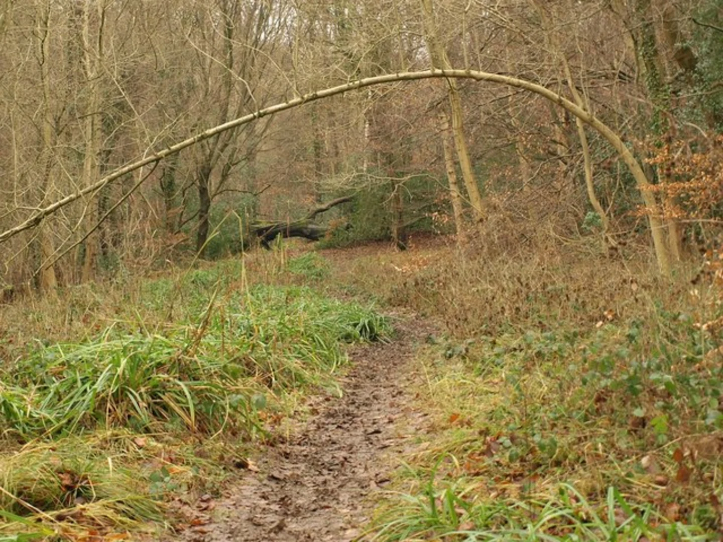 An image depicting the trail Woodchester Park Loop and its surrounding area.