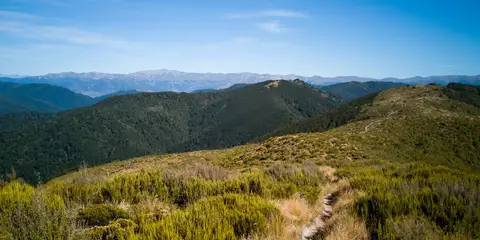 An image depicting the trail Mount Thomas via Summit Track and its surrounding area.