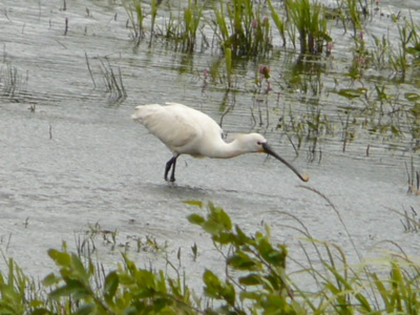 An image depicting the trail Risby Park Fishing Ponds Loop and its surrounding area.