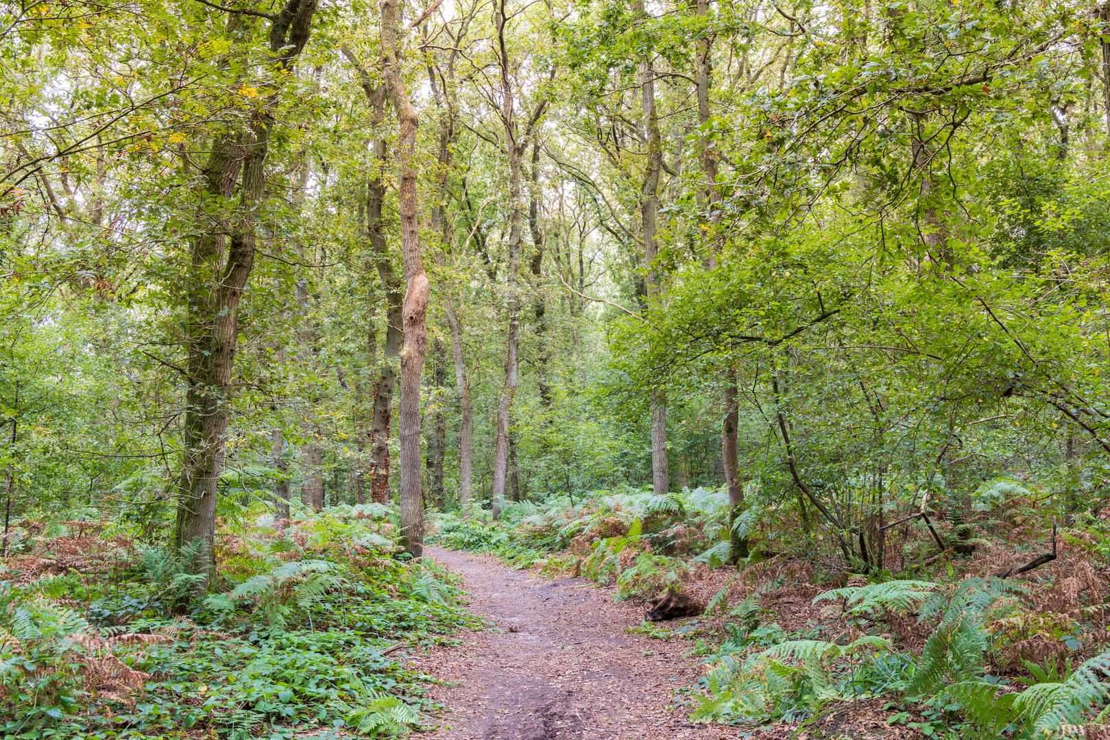 An image depicting the trail Zwarte Water and Gietener Veld Loop and its surrounding area.
