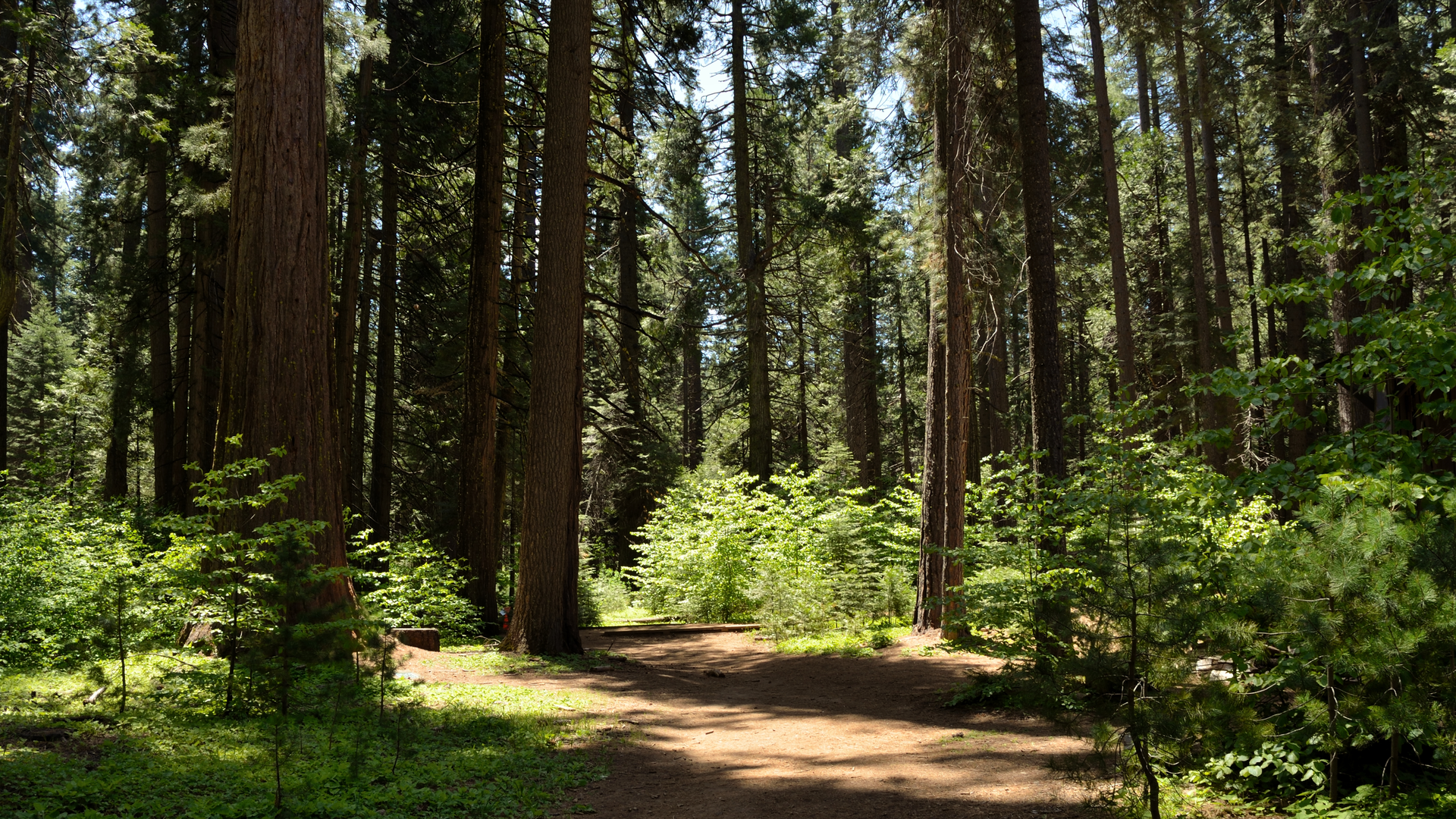 An image depicting the trail Lava Bluffs Loop Trail and its surrounding area.