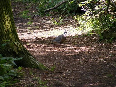 Furzefield Wood and Hertfordshire Way