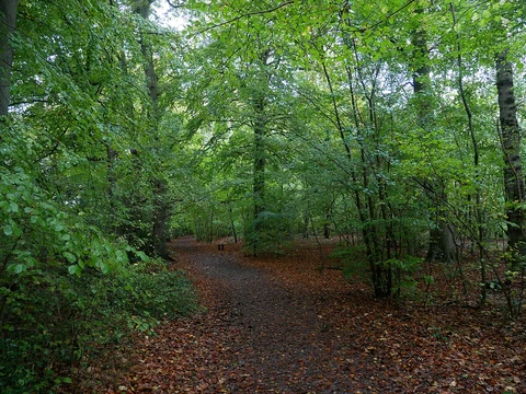 An image depicting the trail Cuckoo Wood, Whitelands Wood via Cudham Circular Walk and its surrounding area.