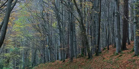 An image depicting the trail The Devil's Glen and its surrounding area.
