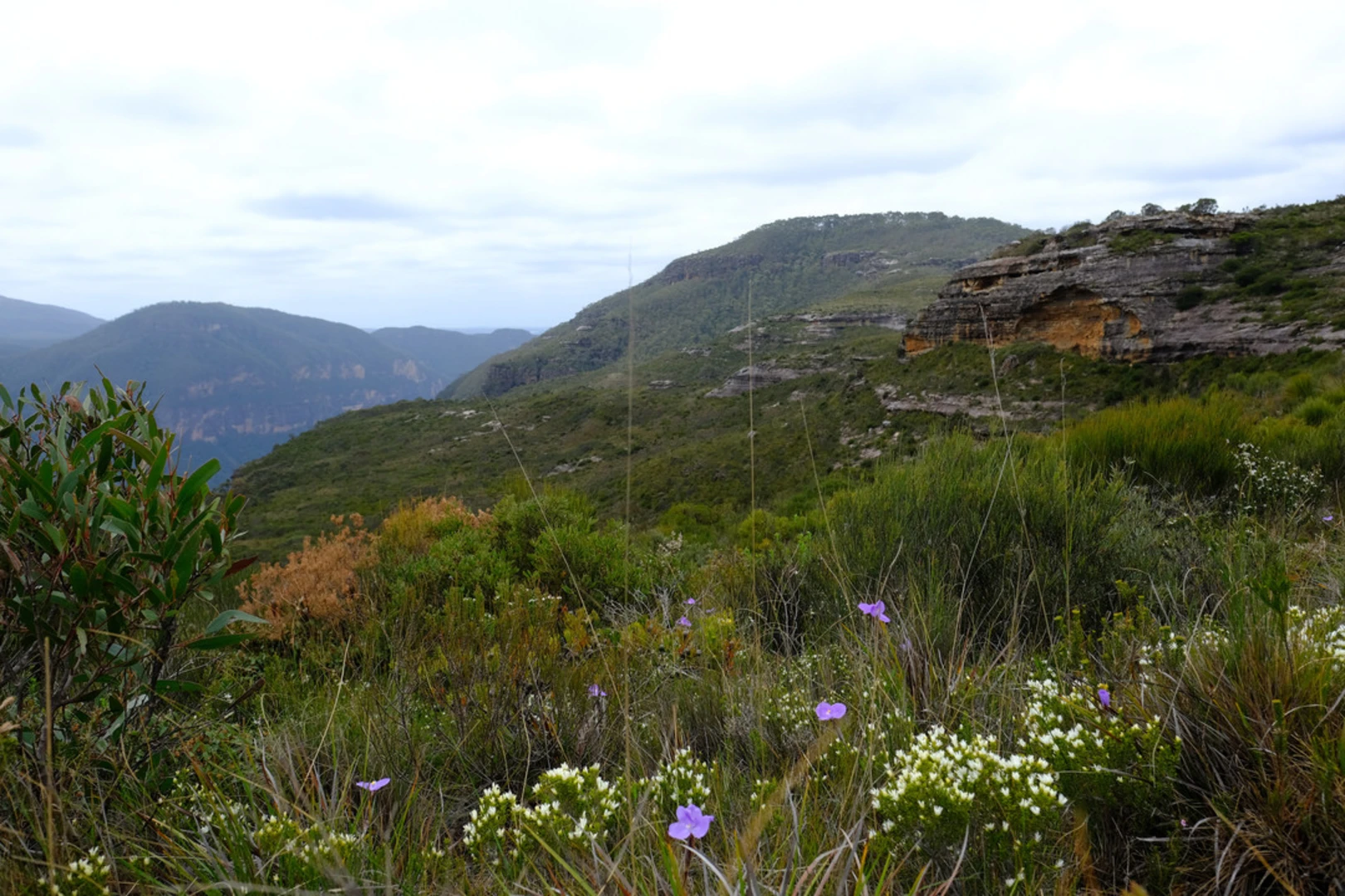 An image depicting the trail Mount Hay Summit Track and its surrounding area.