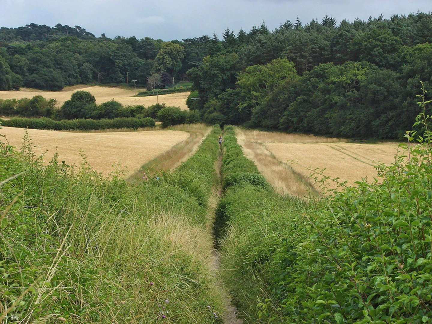 An image depicting the trail Pewley Down Walk and its surrounding area.