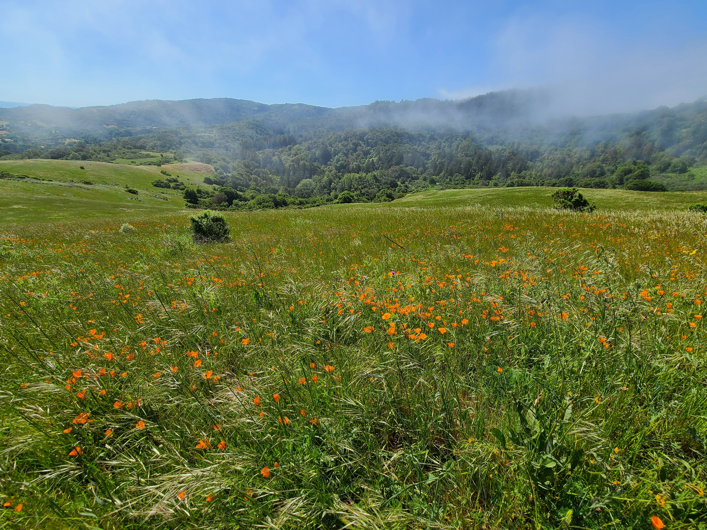 An image depicting the trail Windy Hill via Hamms Gulch Trail and its surrounding area.