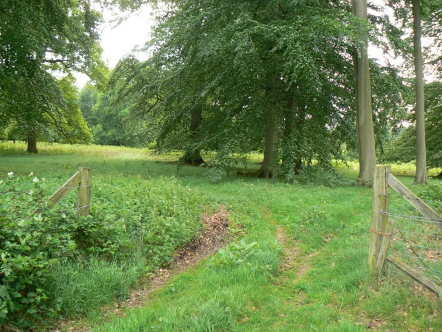 An image depicting the trail Stockham's Row, Picked Craft Copse and Swallick Wood Loop and its surrounding area.