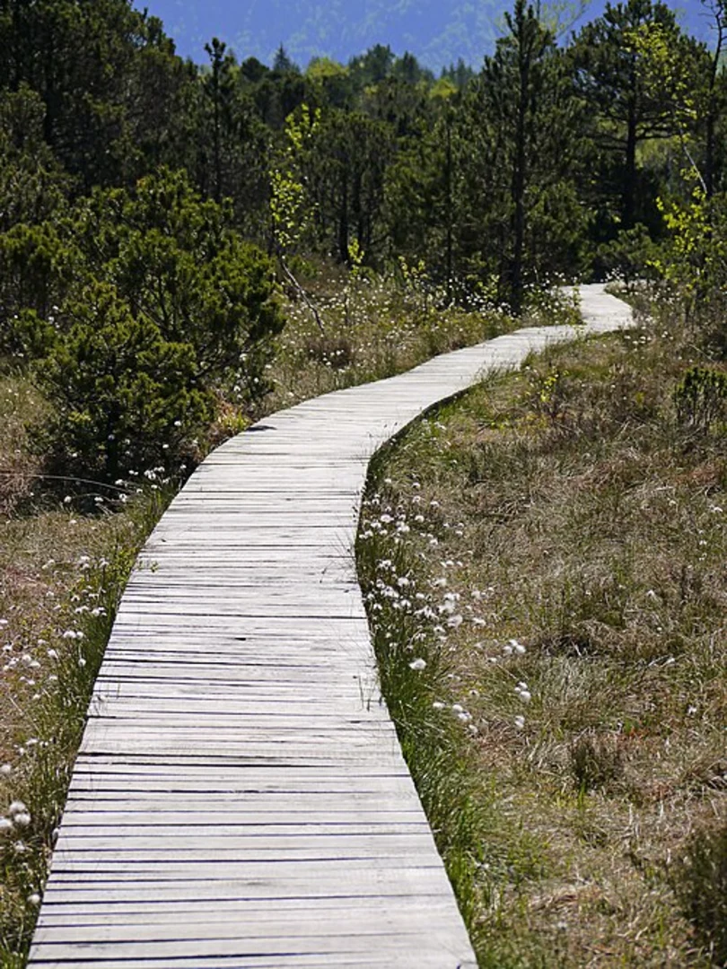 An image depicting the trail Bohlenweg and Im langen Filz Loop and its surrounding area.