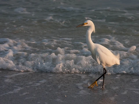 American Perimeter Trail - California Primary