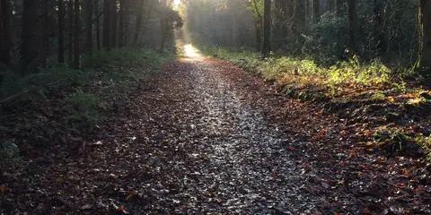 An image depicting the trail Castlemorris - Pheasant Loop and its surrounding area.