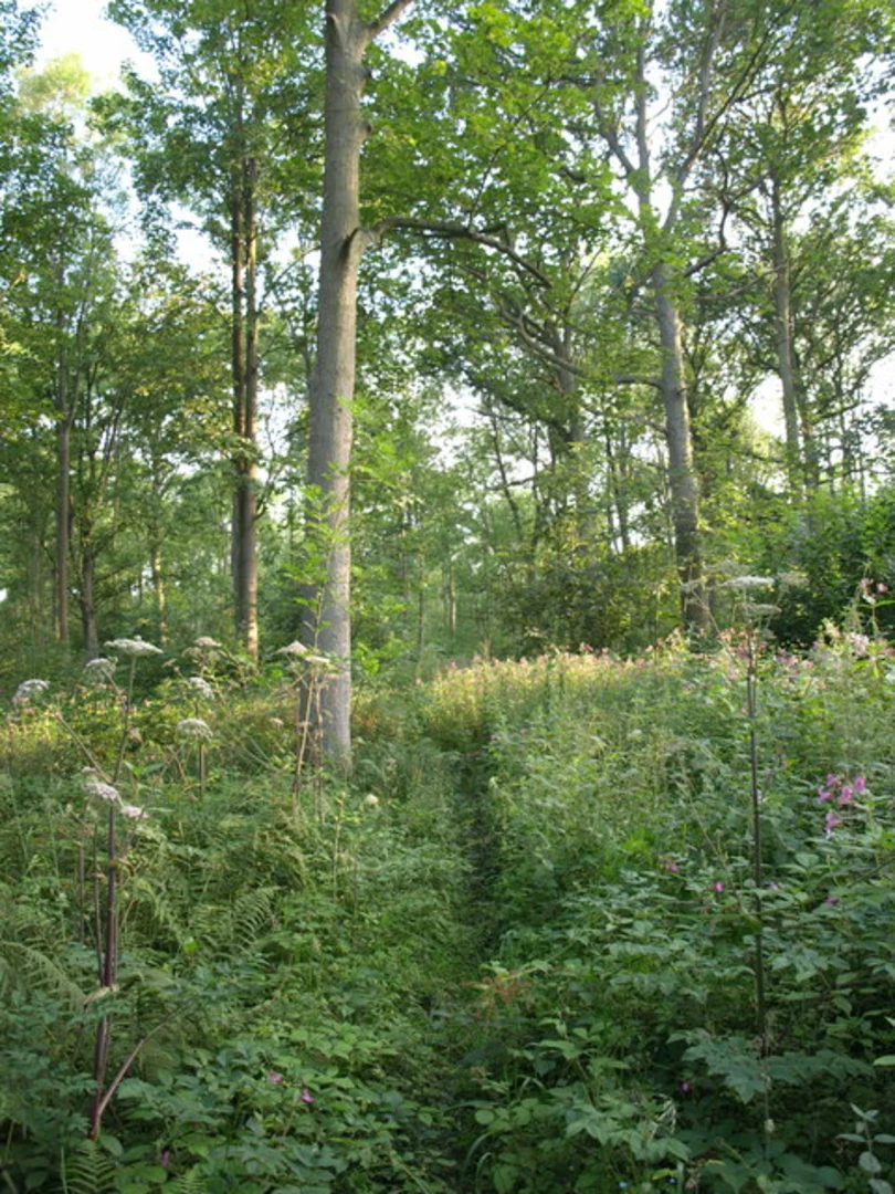 An image depicting the trail Knaresborough, Coneythorpe and Scotton Loop via River Nidd and its surrounding area.