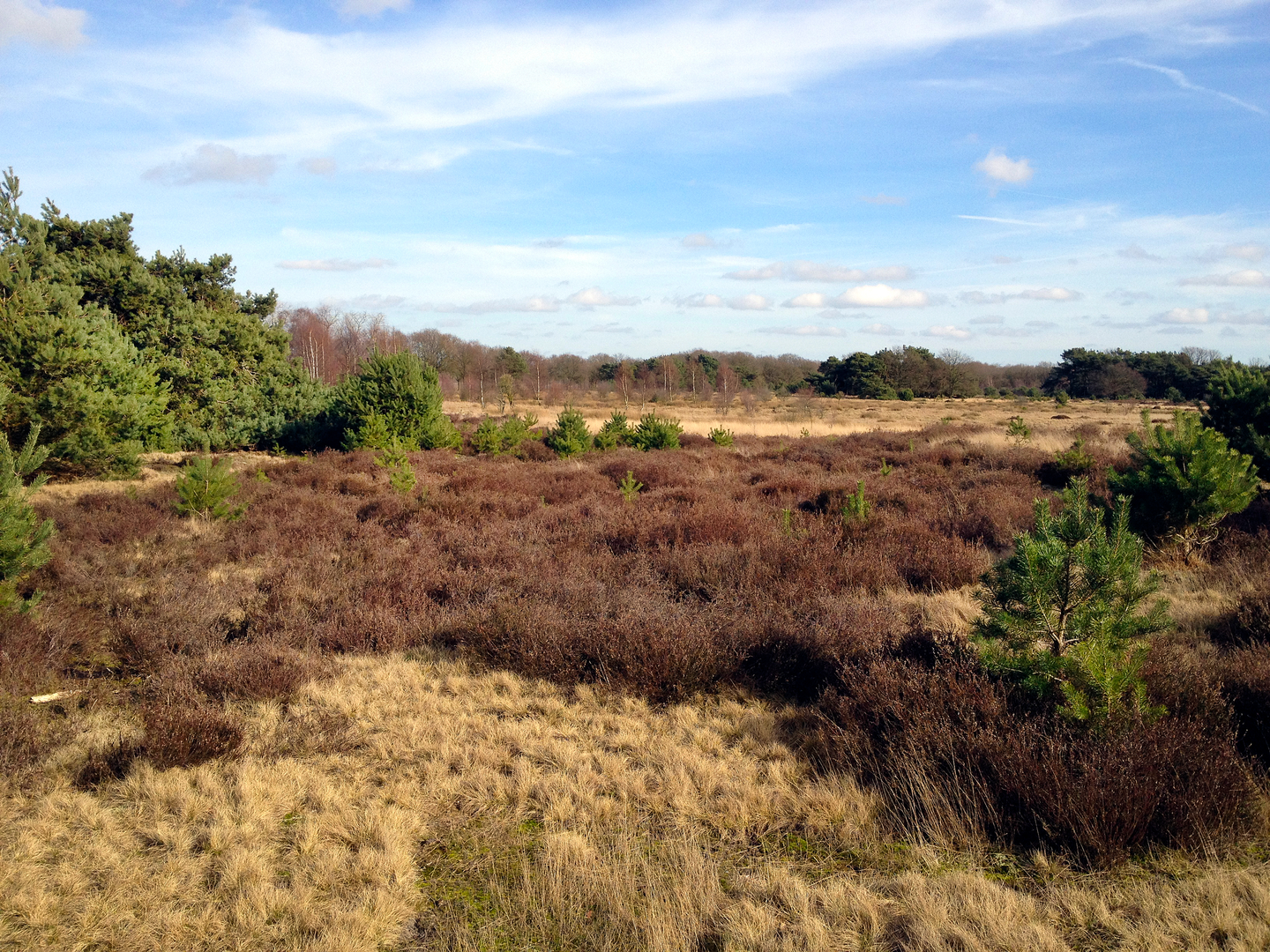 An image depicting the trail De Heide, Soerendonkse Goor, Buulderbergsche and Buulderbroek Loop and its surrounding area.