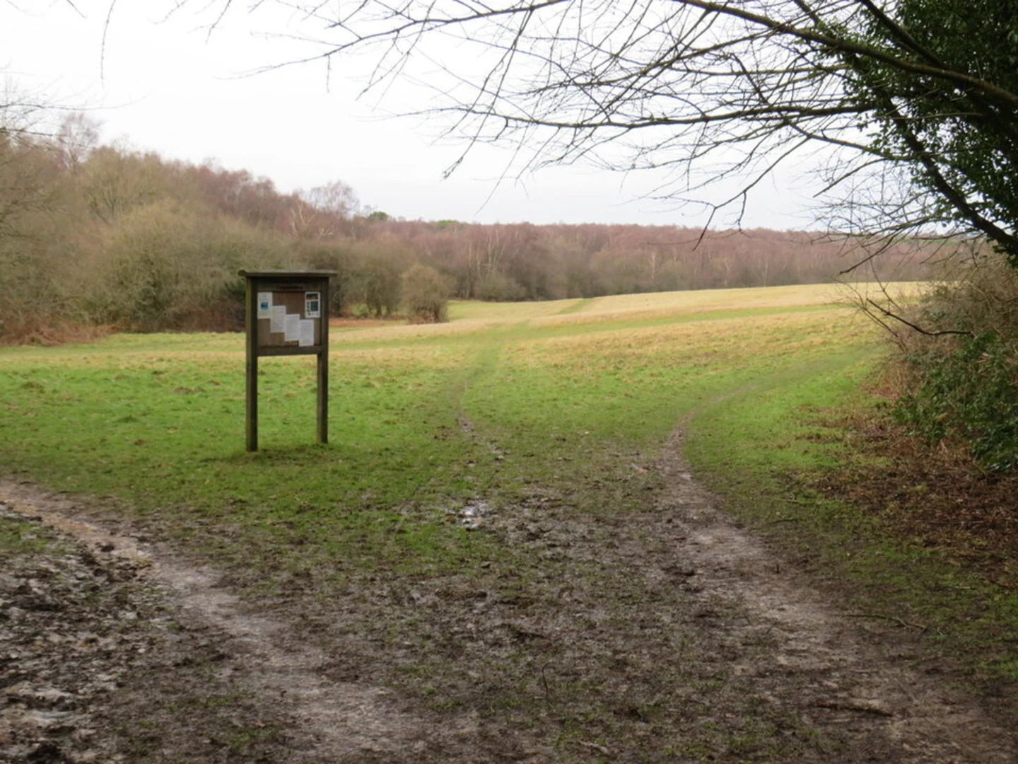 An image depicting the trail Banstead Heath and its surrounding area.