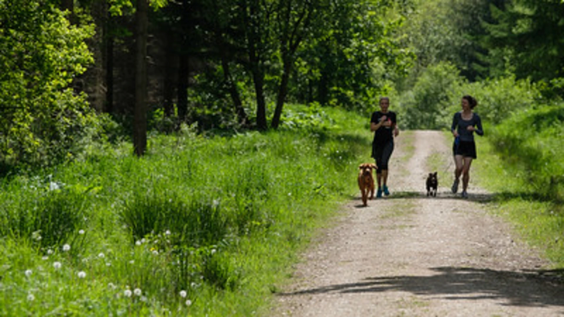 An image depicting the trail The Scar and Yearsley Moor Loop and its surrounding area.