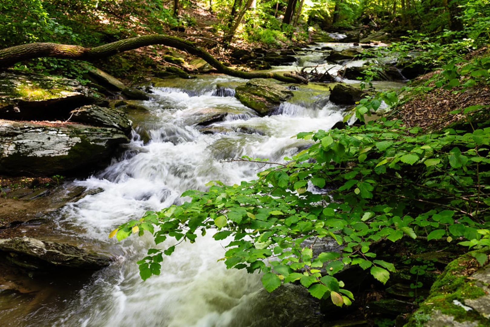 An image depicting the trail Climbers Run Creek Loop Trail and its surrounding area.