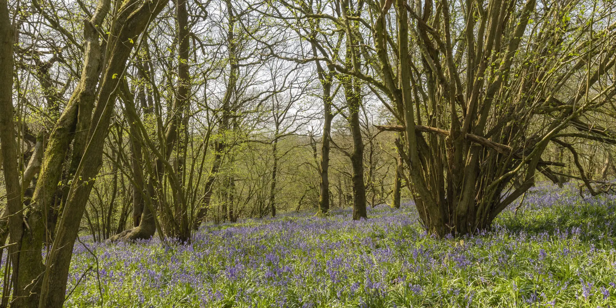 An image depicting the trail Uppingham Loop in Leicestershire and its surrounding area.