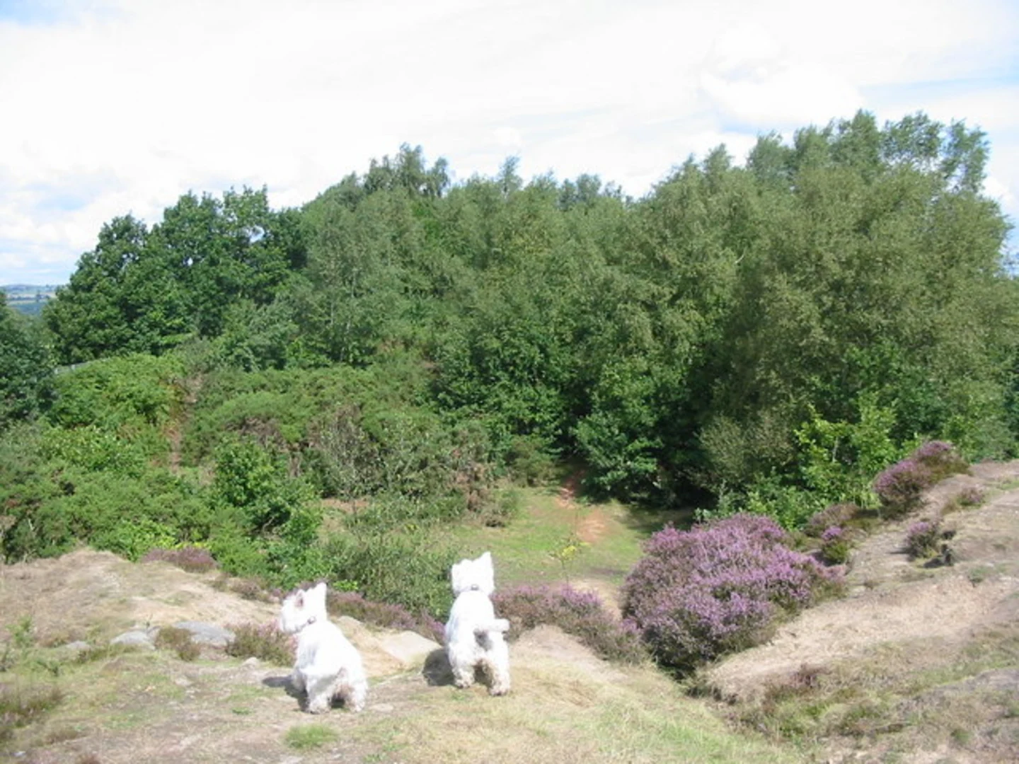 An image depicting the trail Milford to Belper Lane End Loop and its surrounding area.