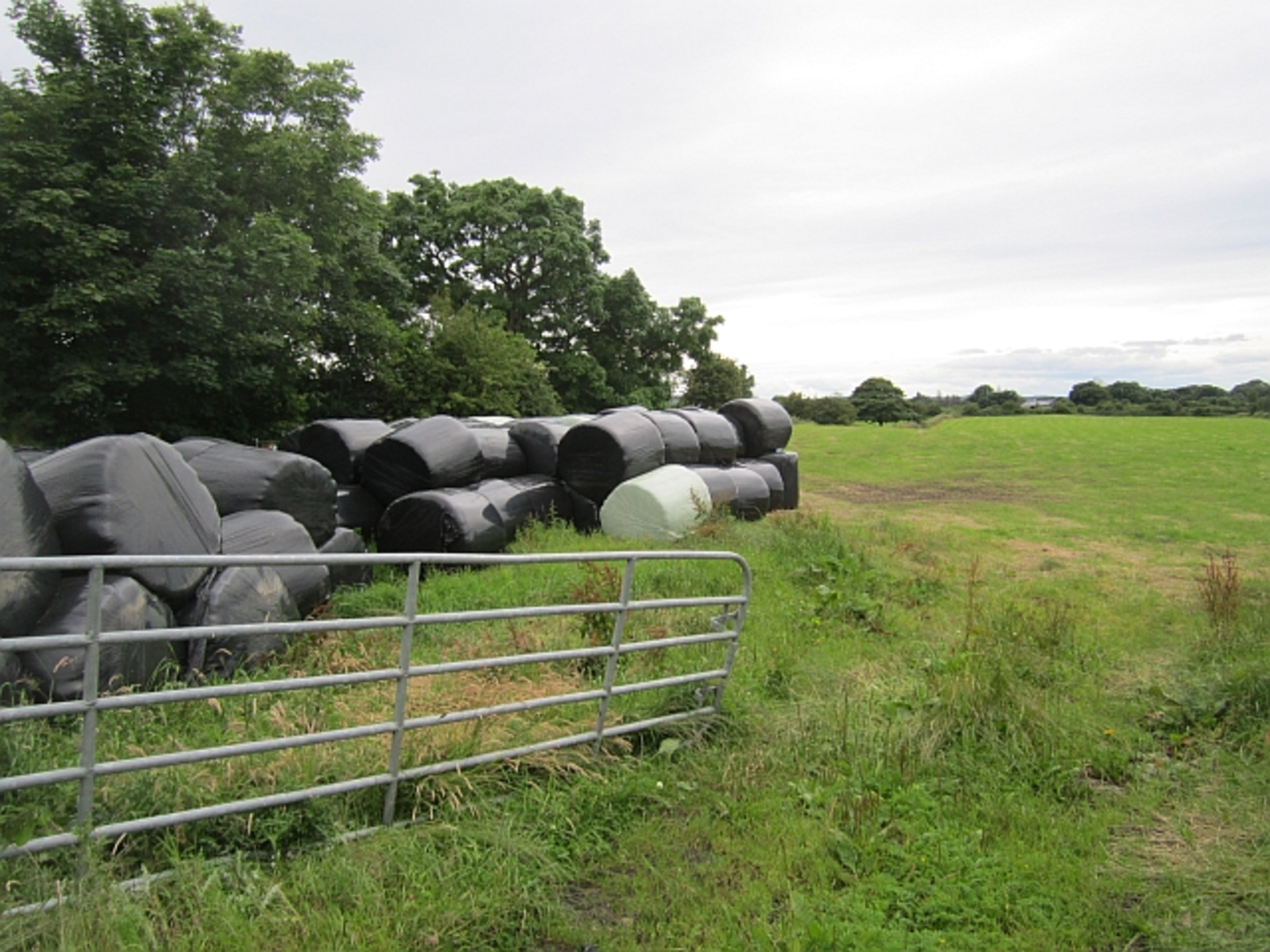 An image depicting the trail Glen Loop - Bunnyconnellan and its surrounding area.