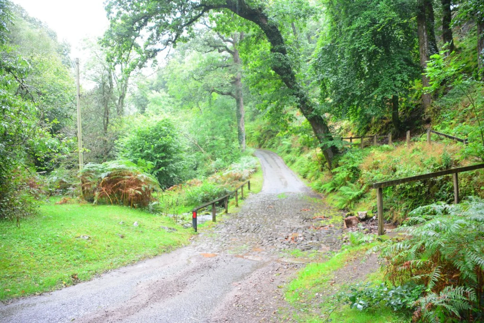 An image depicting the trail Horner Wood Ancient Trees and Cabinet Loop Walk and its surrounding area.