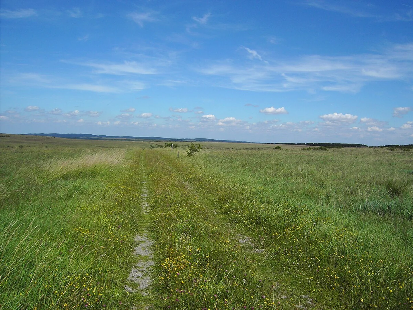 An image depicting the trail NN via Dreiborn 2 Loop and its surrounding area.