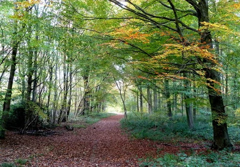 An image depicting the trail Whitwell Wood Loop and its surrounding area.