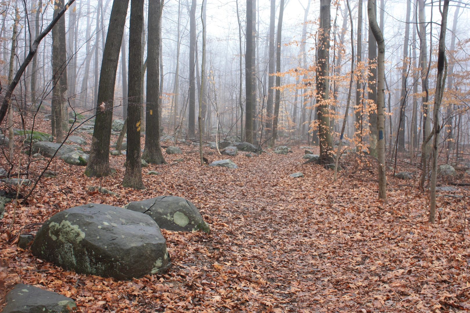 An image depicting the trail High Falls - Ringing Rocks County Park and its surrounding area.