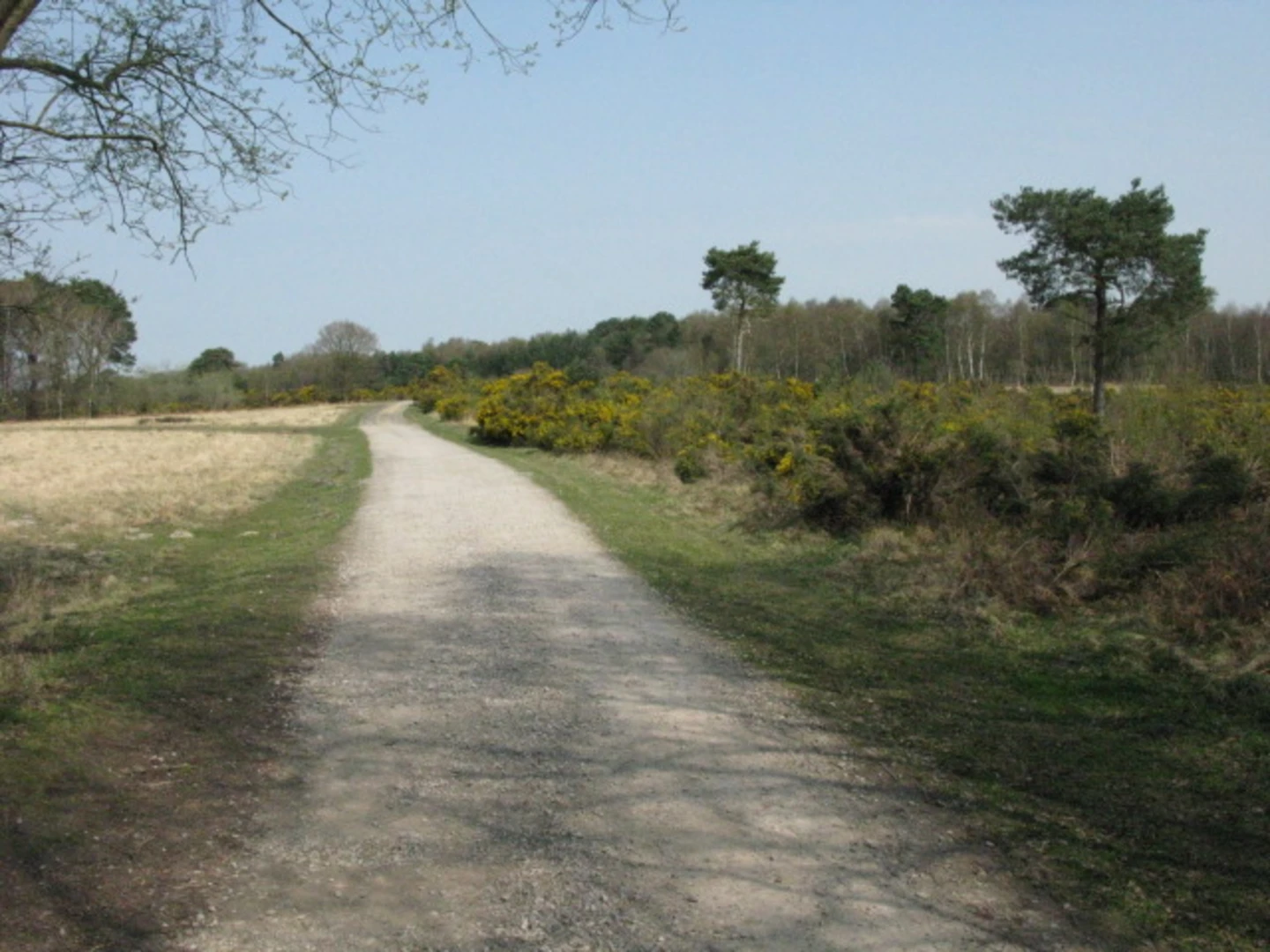 An image depicting the trail Braberry Hatch and Chelwood Vachery Loop and its surrounding area.