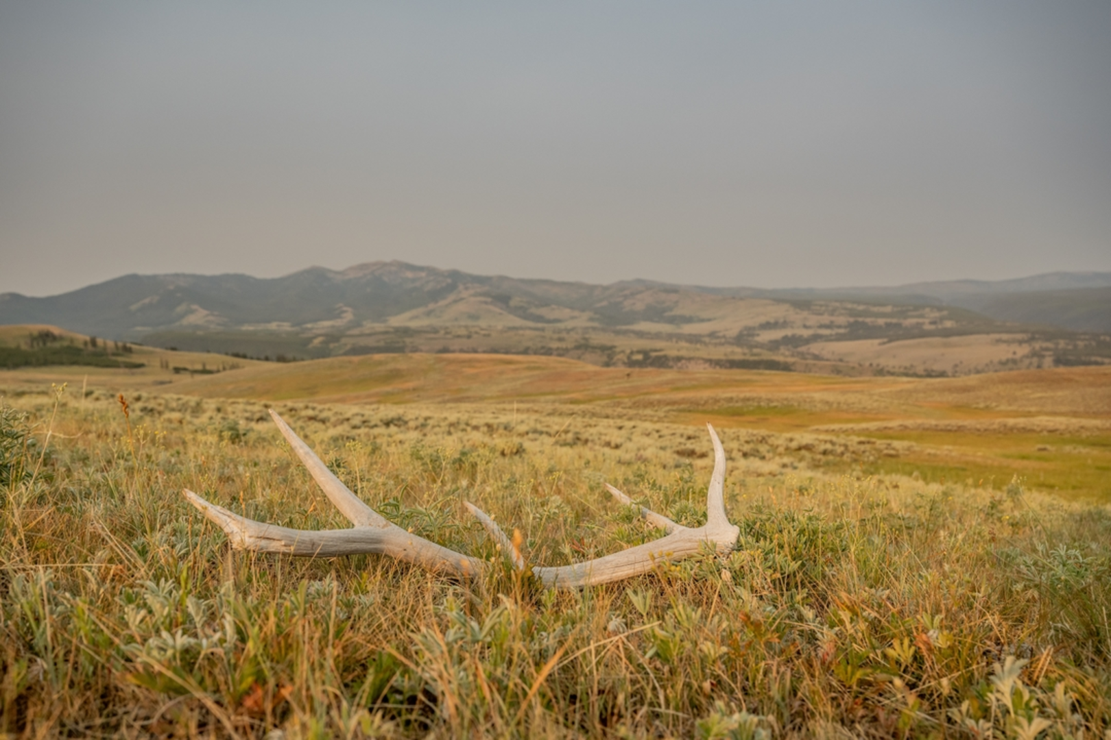 An image depicting the trail Specimen Ridge Trail and its surrounding area.