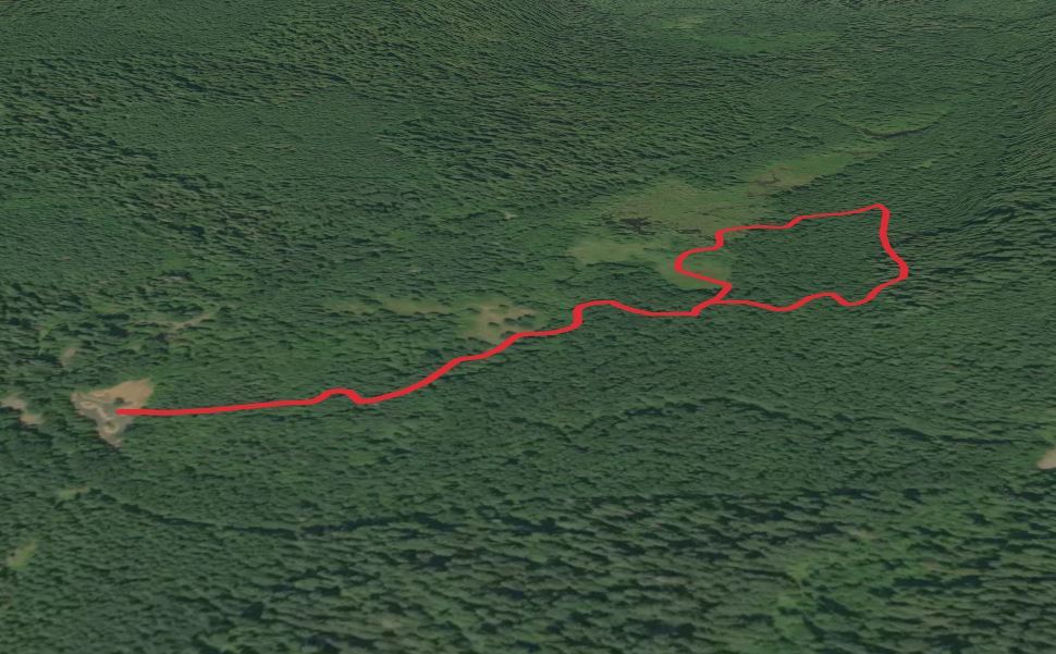 Old Growth Loop Trail