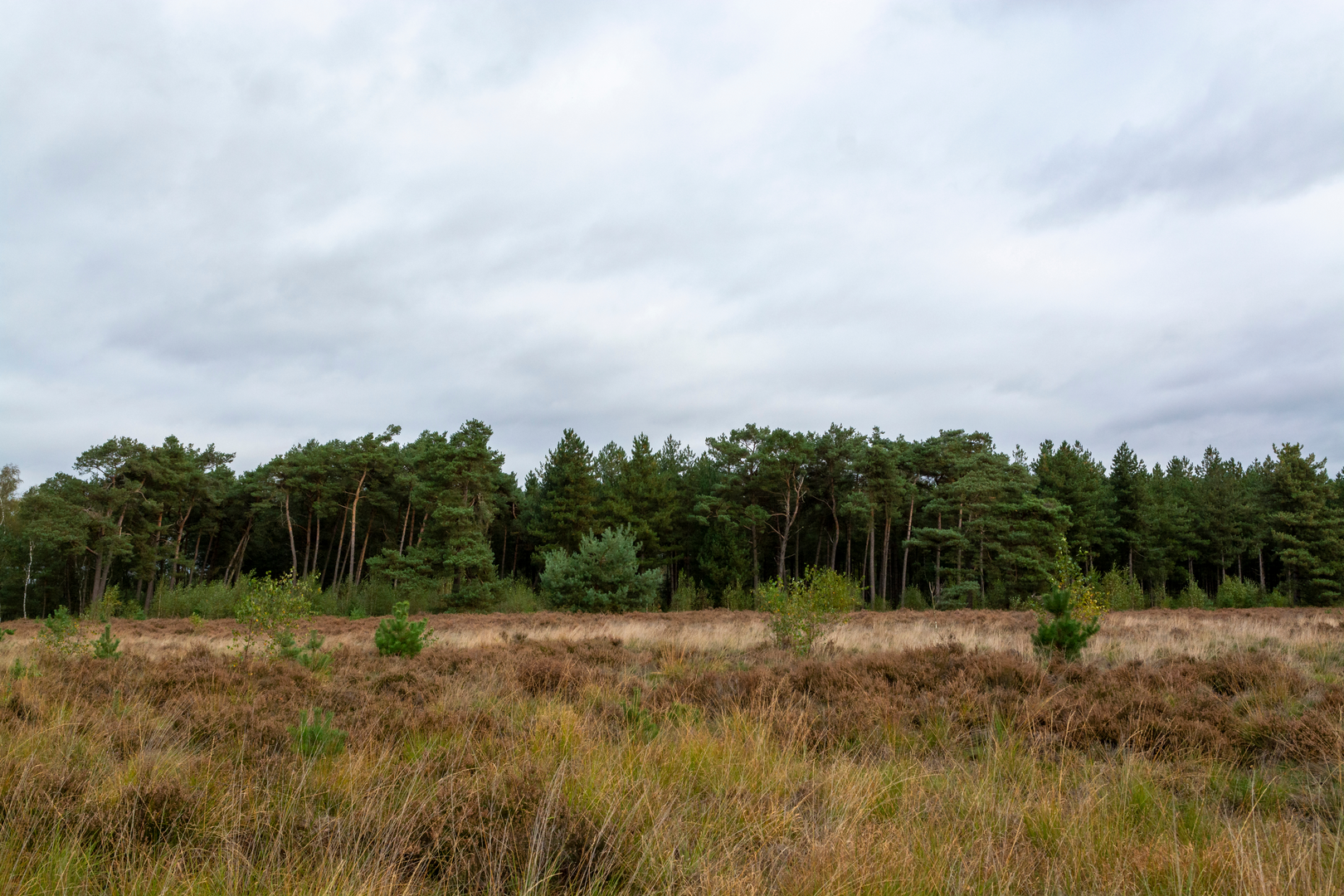 An image depicting the trail Witrijt to Reusel via Zwarte Weijer and Reuselse Moeren and its surrounding area.