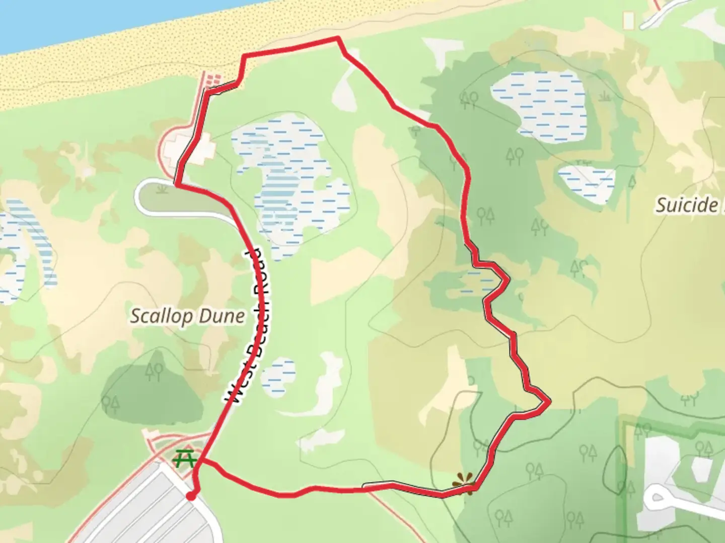 An image depicting the trail Dune Succession Loop Trail and its surrounding area.