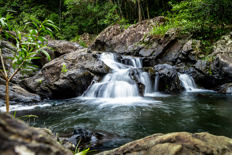 An image depicting the trail Booloumba Falls Walk and its surrounding area.