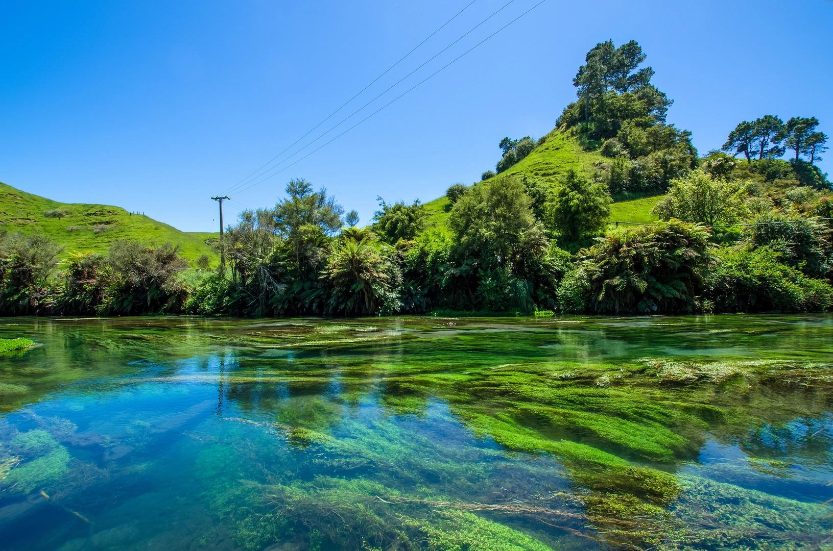 An image depicting the trail Blue Spring via Te Waihou Walkway from Leslie Road Trailhead and its surrounding area.