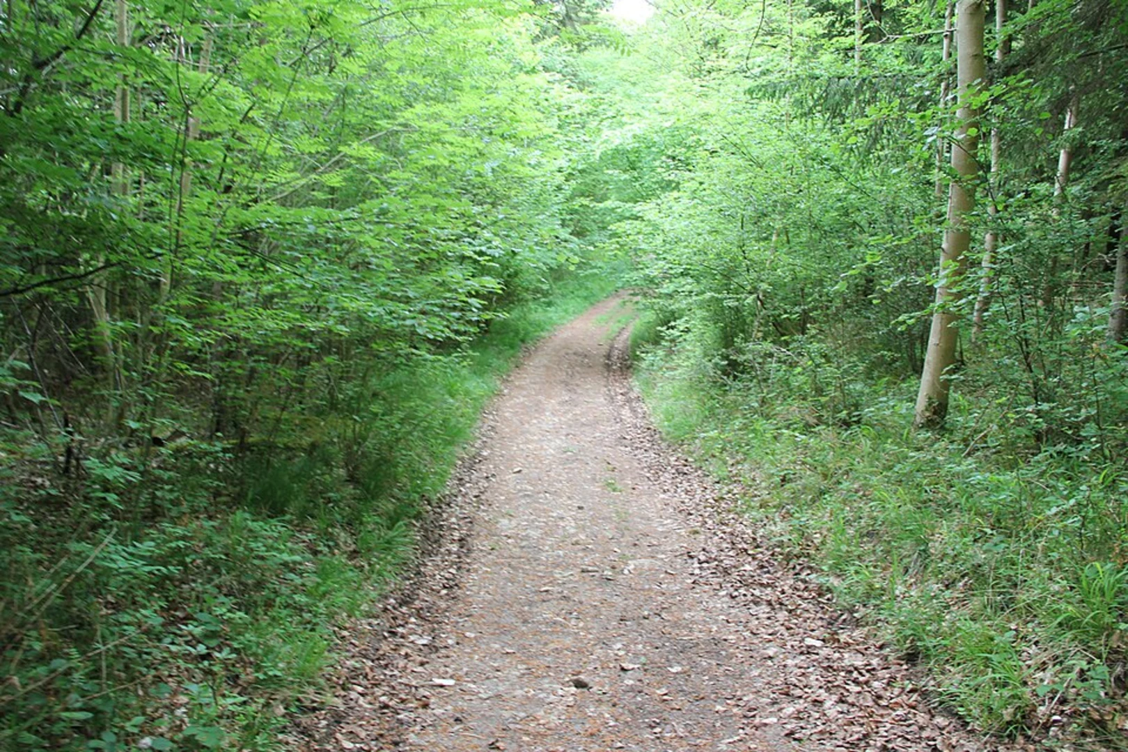 An image depicting the trail Sapperton to Oakridge Lynch Loop and its surrounding area.