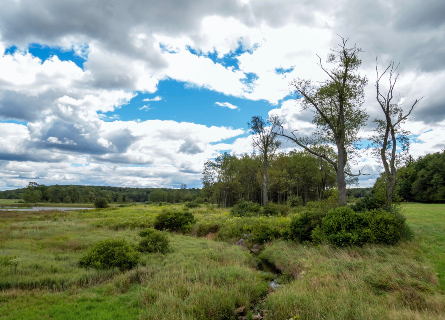 An image depicting the trail West Branch Millstone Trail and its surrounding area.