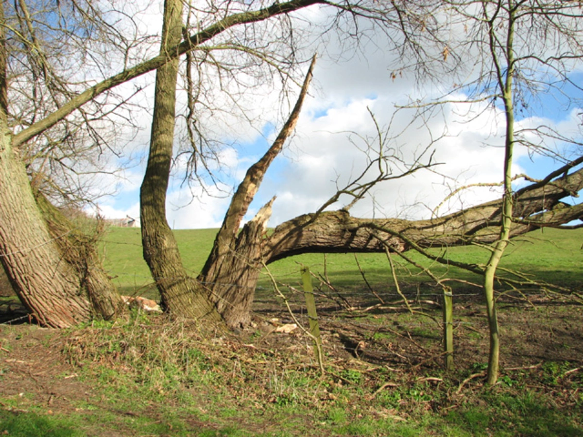 Camps Heath Nature Reserve and Somerleyton Marshes Loop