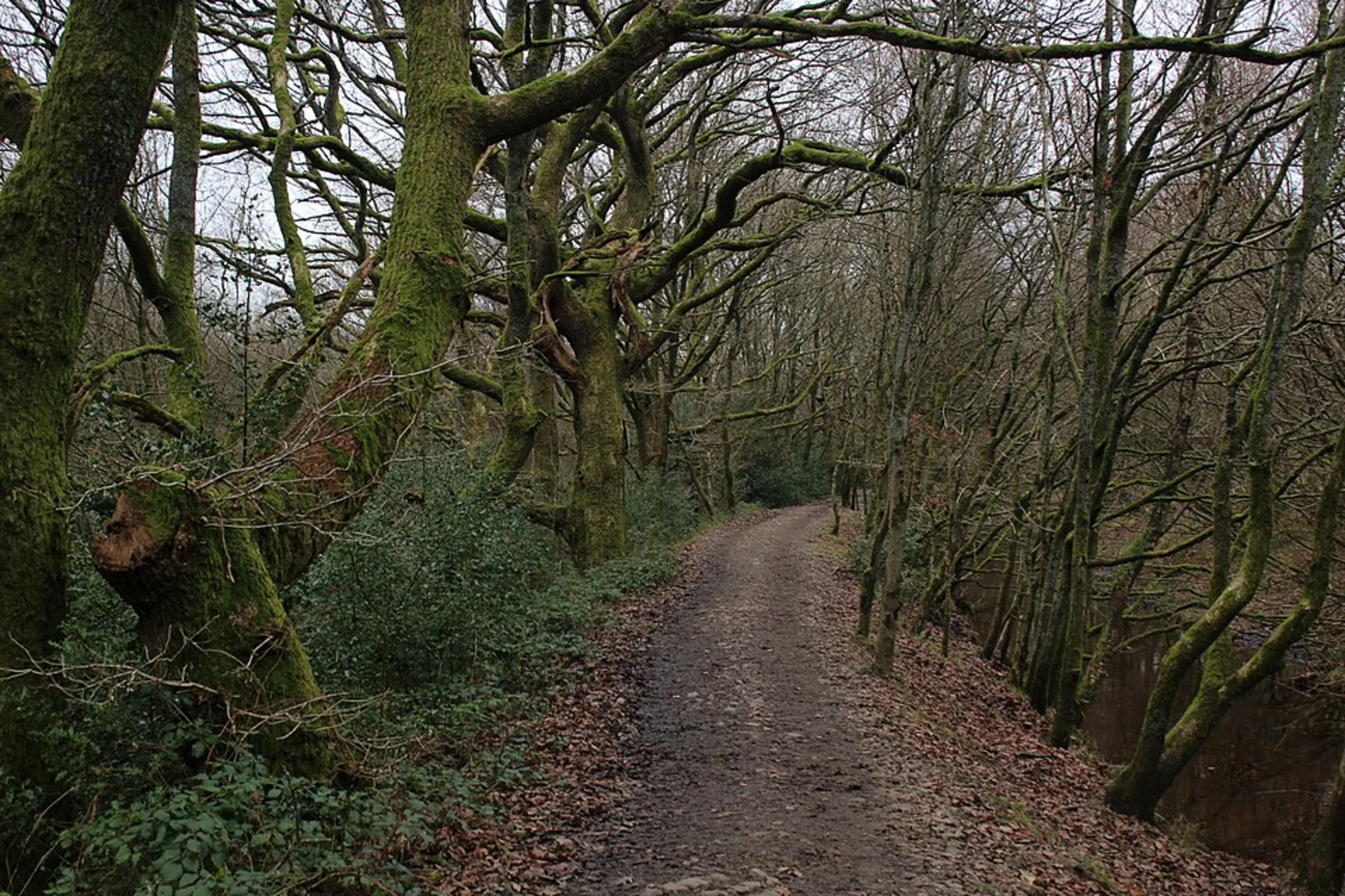 An image depicting the trail Brinscall Quarry Loop and its surrounding area.