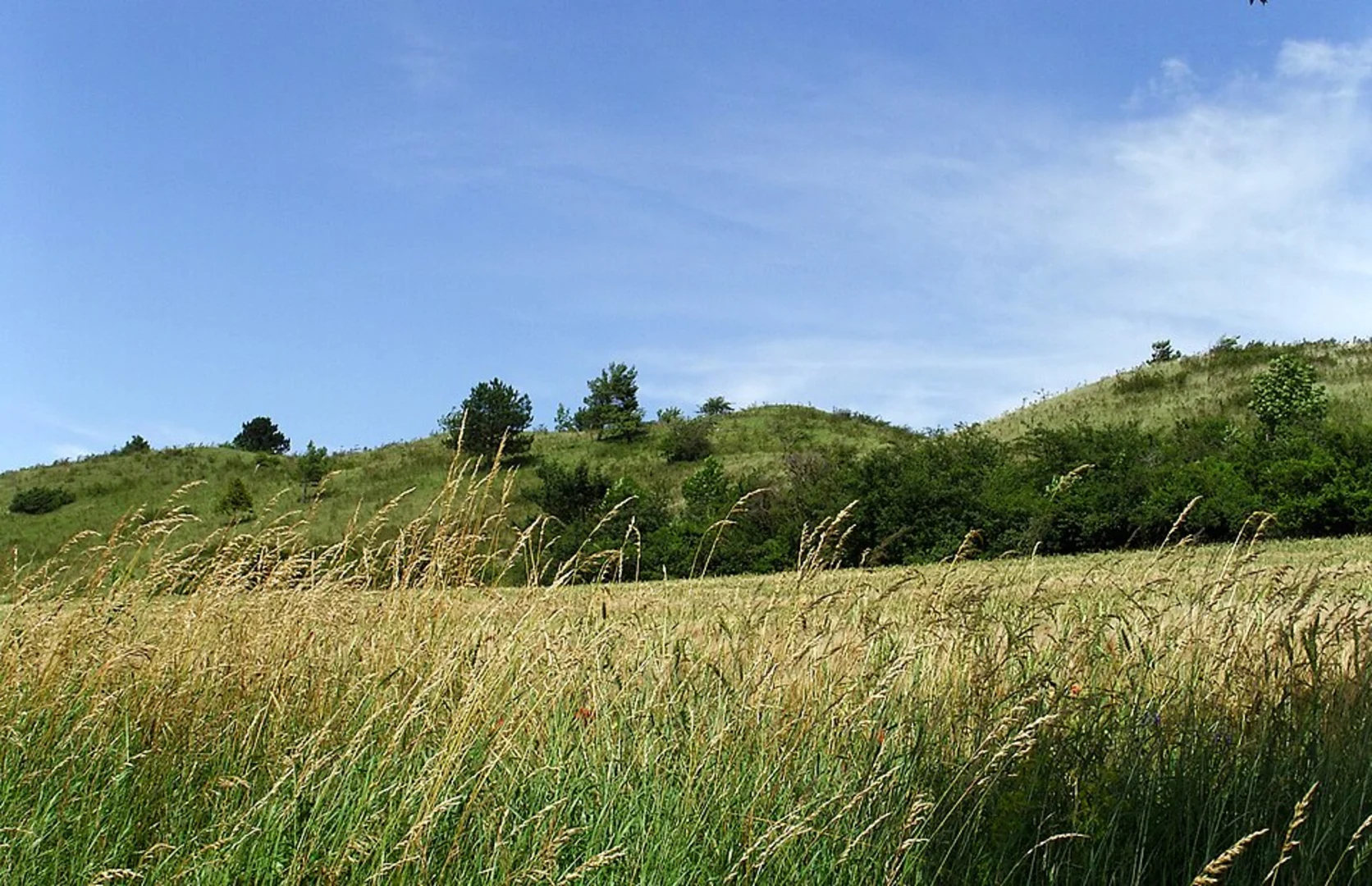 An image depicting the trail Diebzig Loop and its surrounding area.