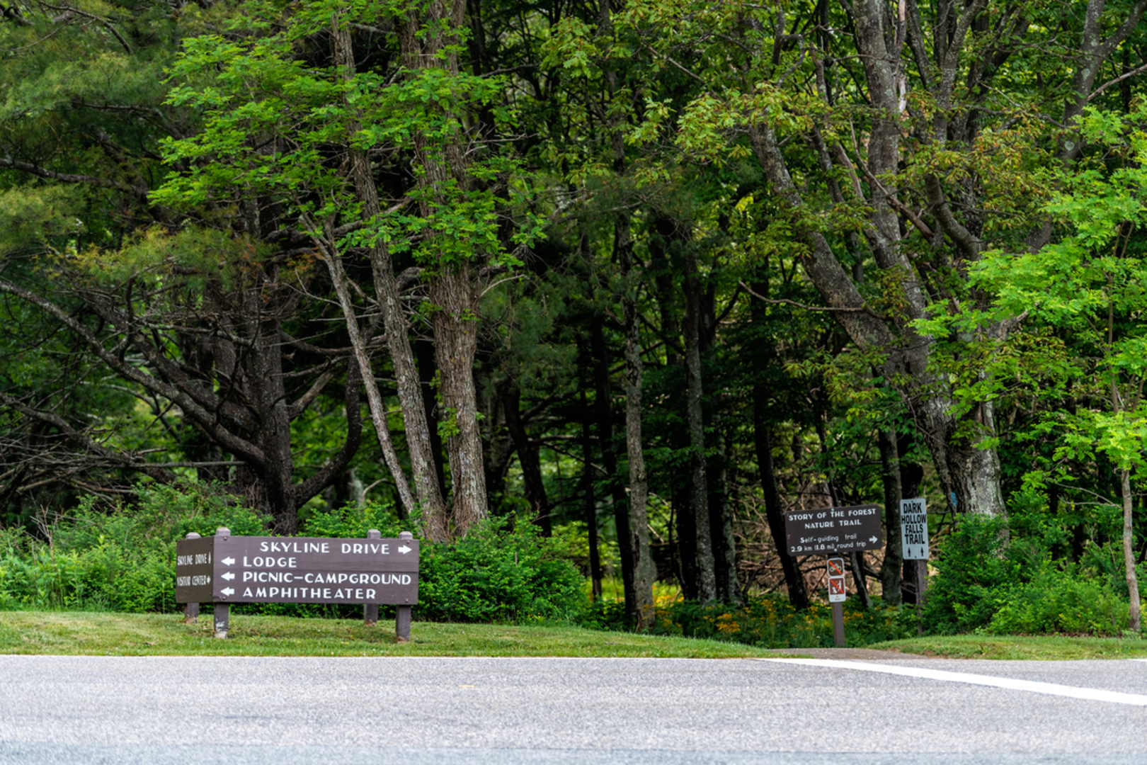 An image depicting the trail Lewis Falls Loop Trail and its surrounding area.