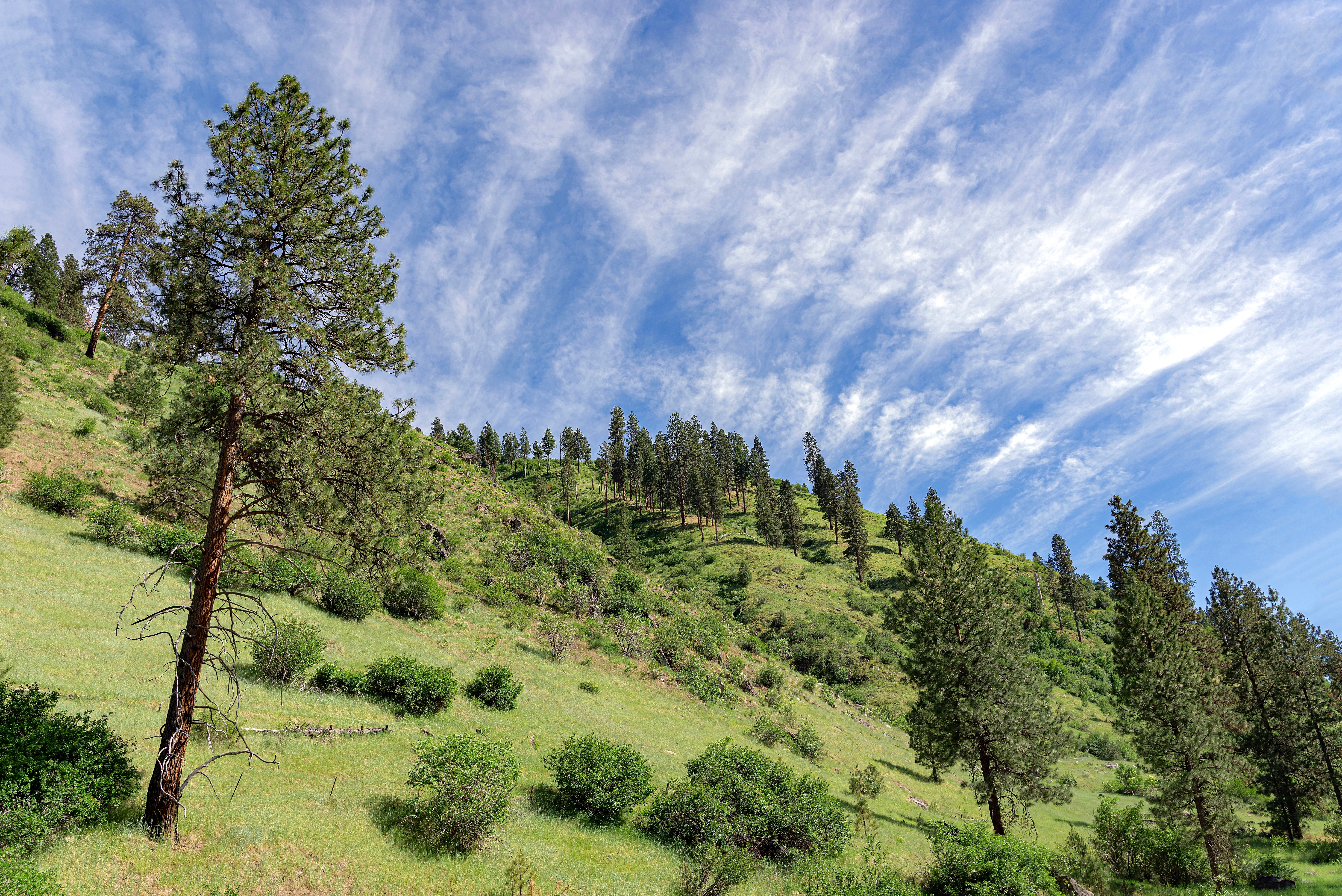 An image depicting the trail Boise National Forest and its surrounding area.