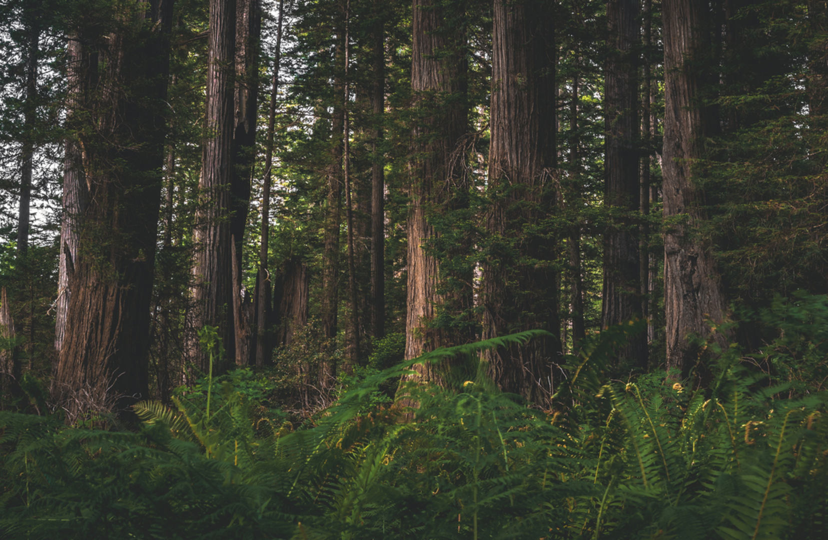 An image depicting the trail Lady Bird Johnson Grove Trail and its surrounding area.