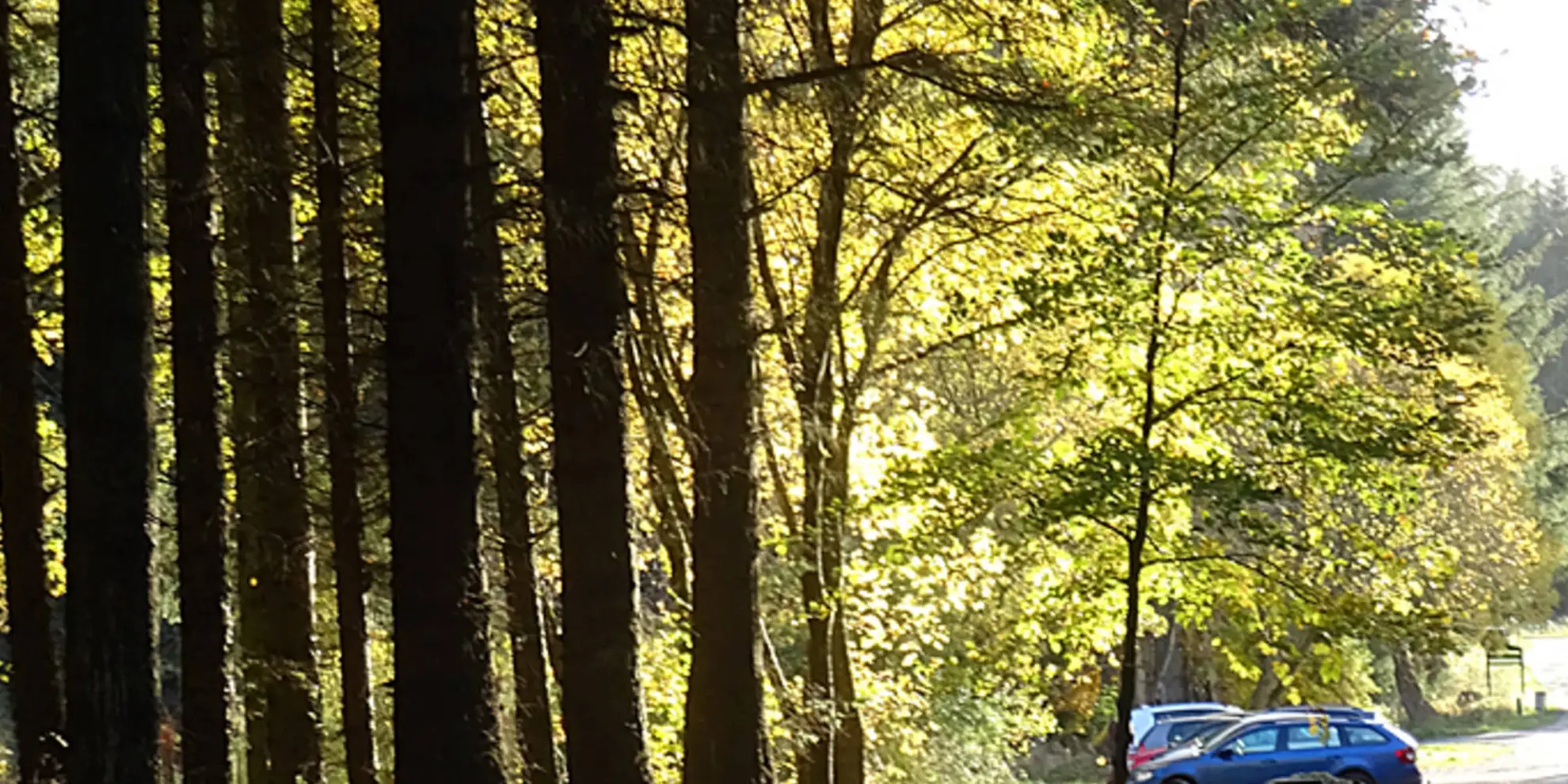 An image depicting the trail Queen Tree Trail - Huntly and its surrounding area.