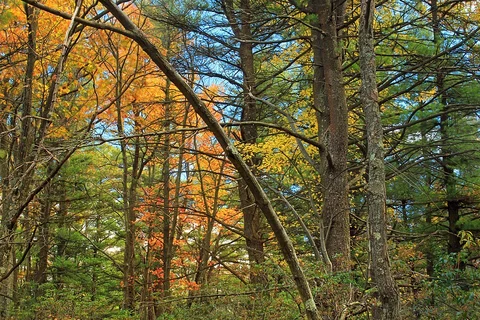 Grass Mountain Loop Trail