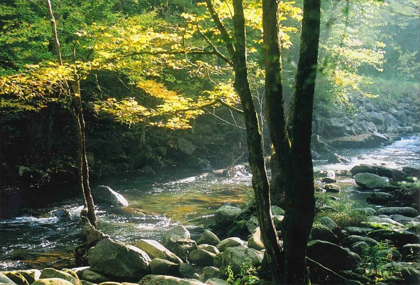An image depicting the trail Smokemont Loop Trail and its surrounding area.