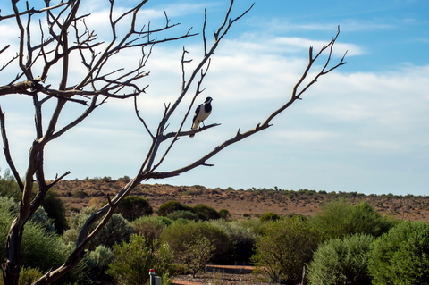 Australian Arid Lands Botanic Garden Regional Walk