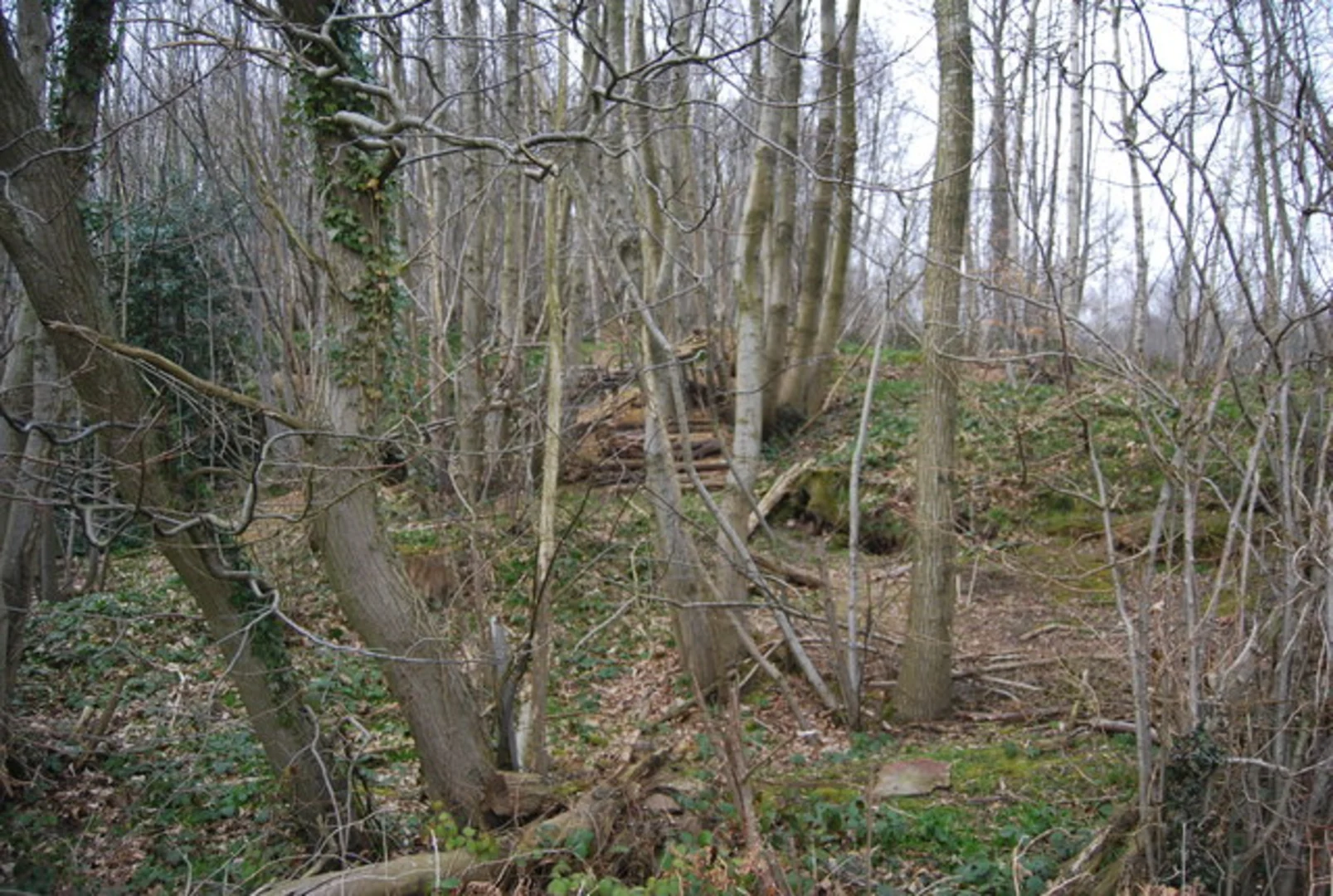 An image depicting the trail Chilham to Canterbury East Walk and its surrounding area.