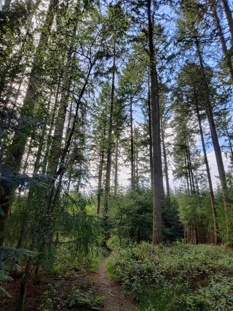 An image depicting the trail Mortimer Forest, Sunny Dingle Wood and Haye Park Wood Loop and its surrounding area.